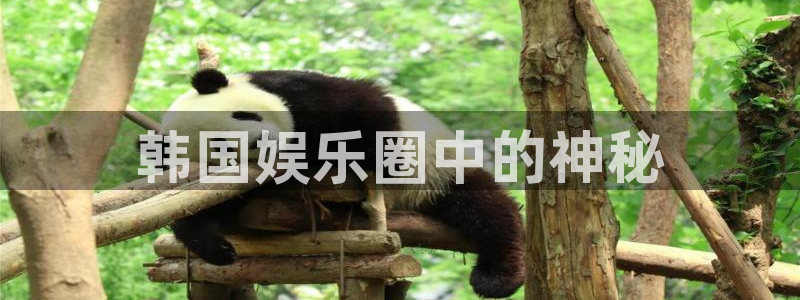 星耀国际体育代理：韩国娱乐圈中的神秘
